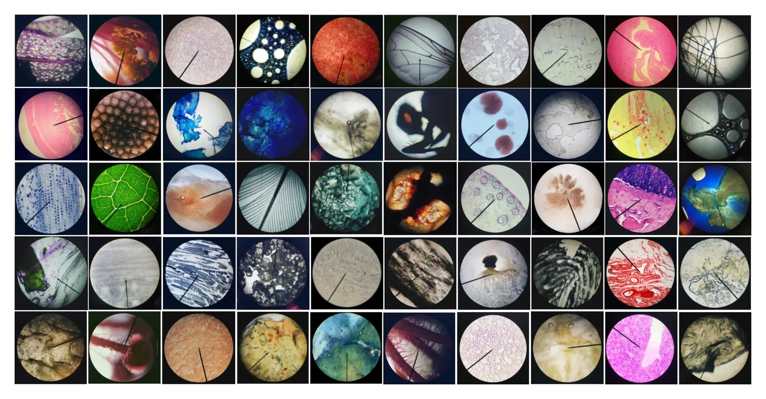 Fifty circular microscope photographs arranged in a 10 by 5 grid on black